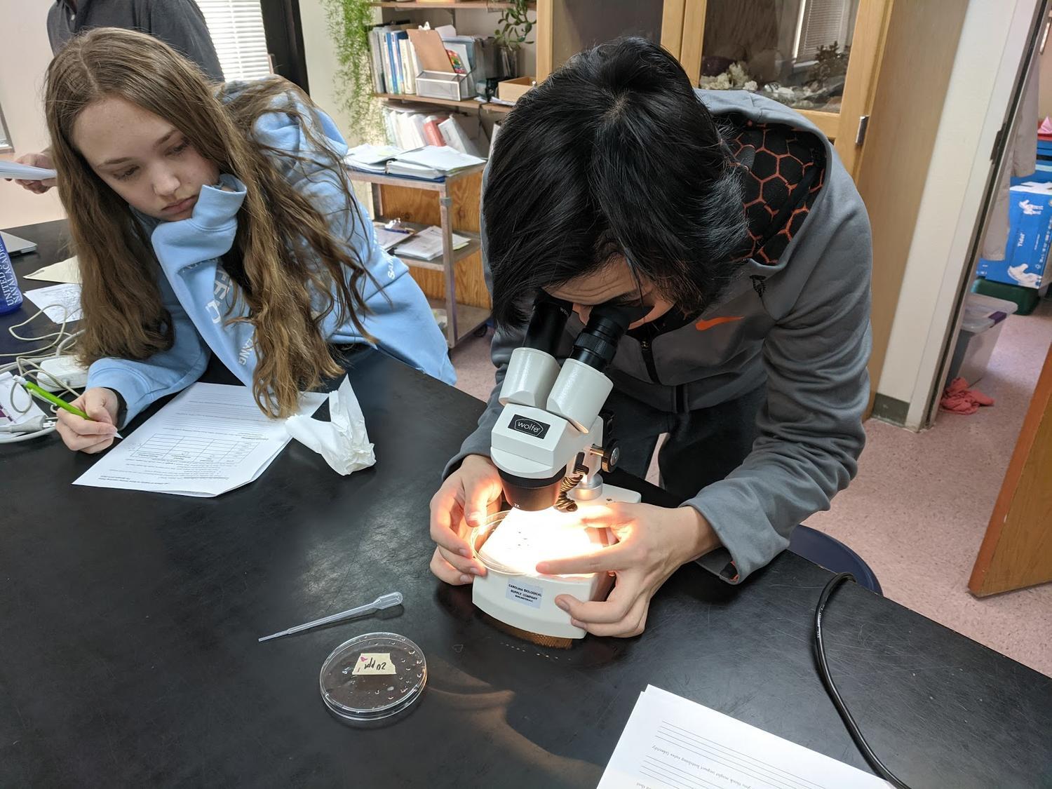 Leo. G. '20 examining brine shrimp eggs under a microscope.