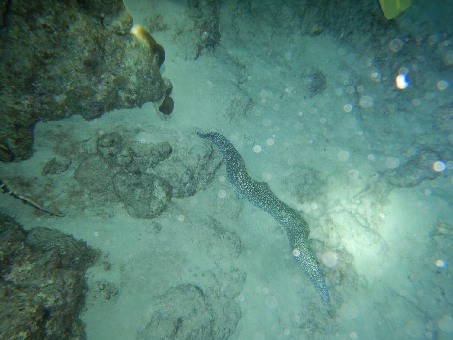 A spotted eel seen during the night dive at Buddy Reef.